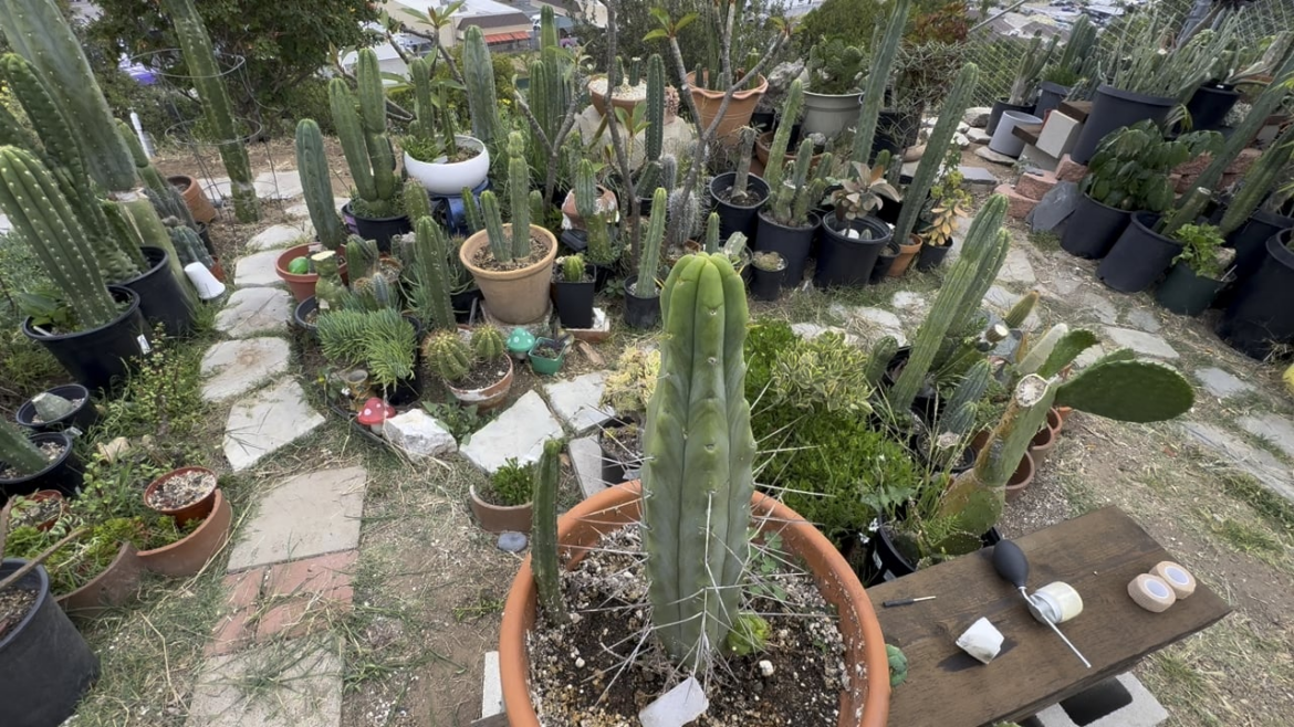 Cactus Grafting ASMR Cactus Grafting ASMR