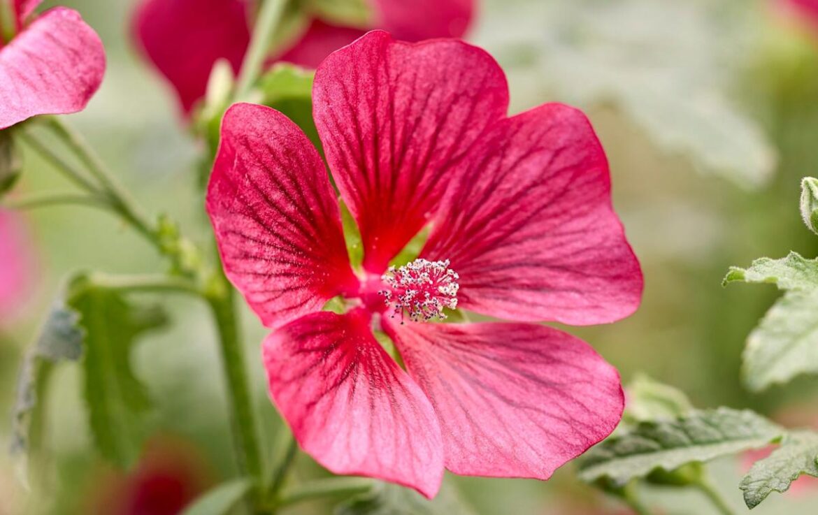 The new plants to look out for at this year’s Chelsea Flower Show