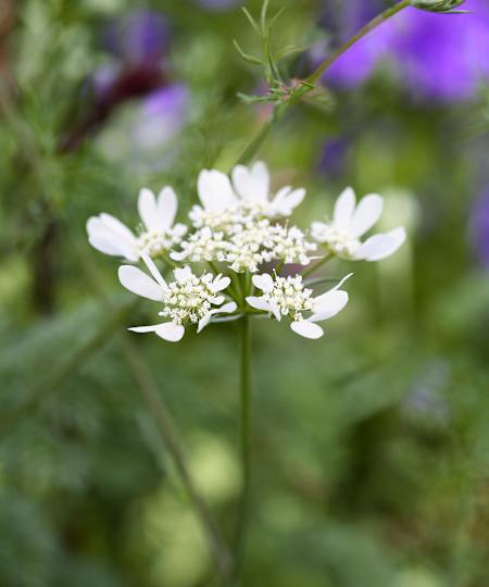 How-to-identify-wildflowers-Orlaya