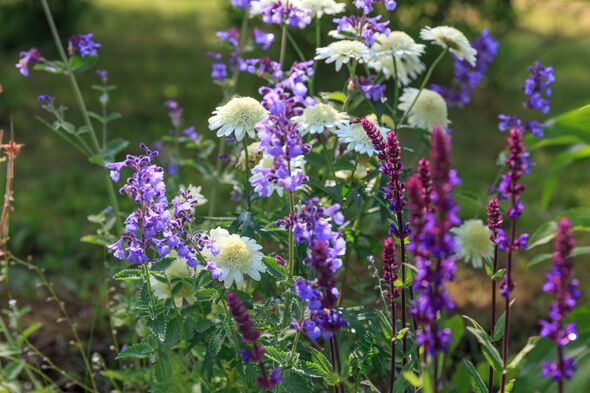 Salvia nemorosa 'Caradonna' Balkan Clary Salvia nemorosa 'Caradonna' Balkan Clary