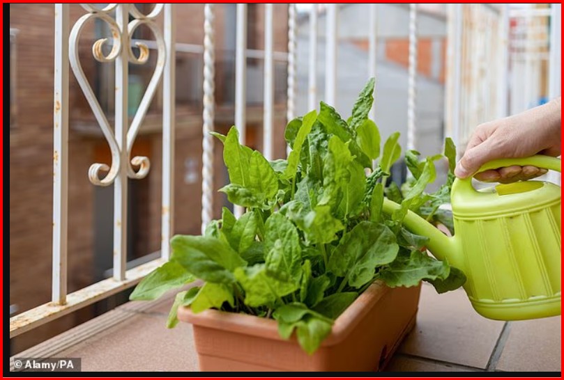 The balcony as a small garden helps health The balcony as a small garden helps health