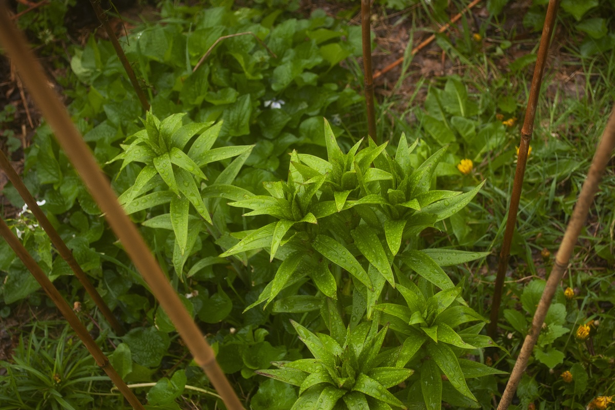 Bamboo stakes around flower plants to prevent animals from digging around them.