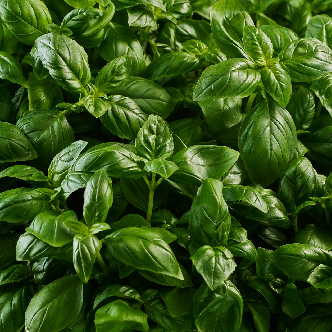 basil
