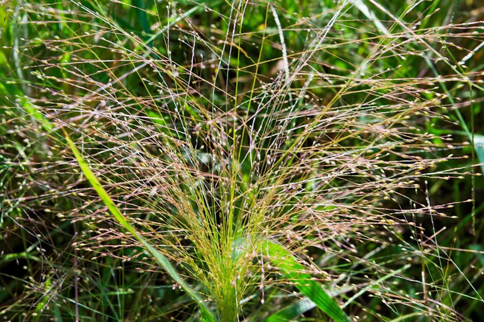 pebbles of serio river at the basella area: panicum capillare herb. urgnano. lombardy. italy. (photo by: bluered/reda/universal images group via getty images)