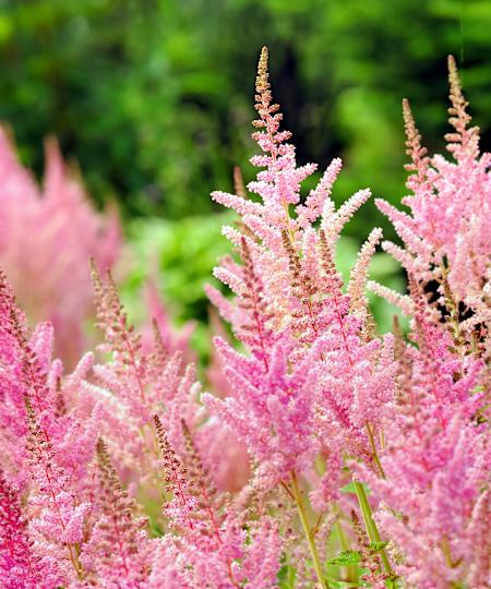 Pink astilbe flowers in the garden