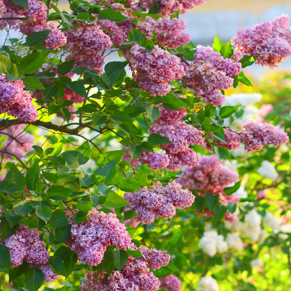 lilac bushes blooming in spring in garden. path in the park along the flowering lilac trees lilac bushes blooming in spring in garden. path in the park along the flowering lilac trees. spring landscape.