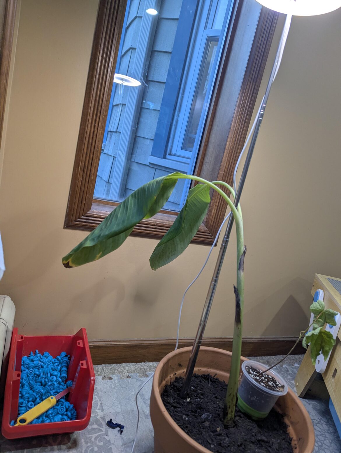 Blue Java Banana Tree