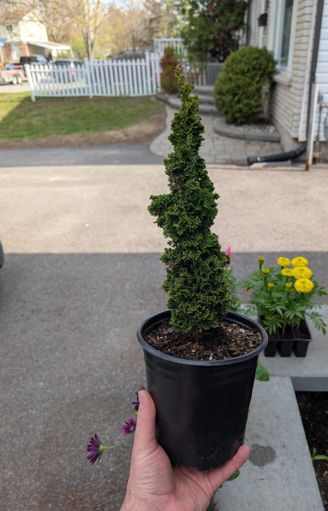 Thuja Occidentalis “Primo” ! Thuja Occidentalis "Primo" !