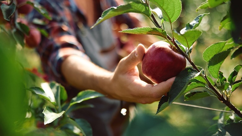 Close up of  gardener picking ripe apples from a tree branch