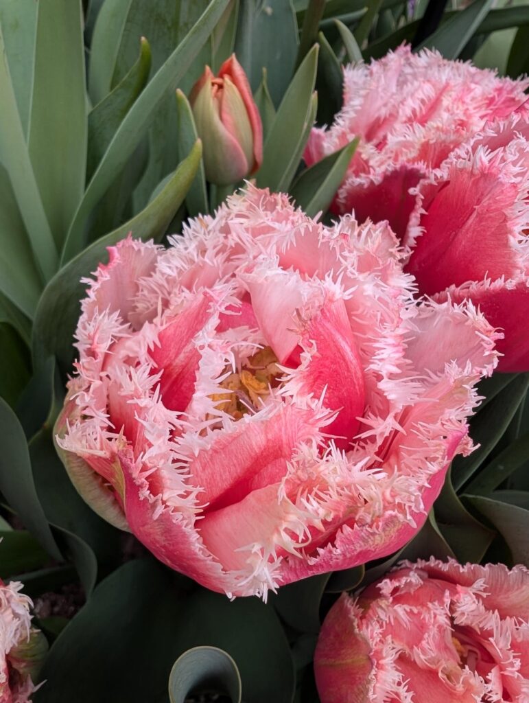 " Fancy Frills" Tulips are blooming