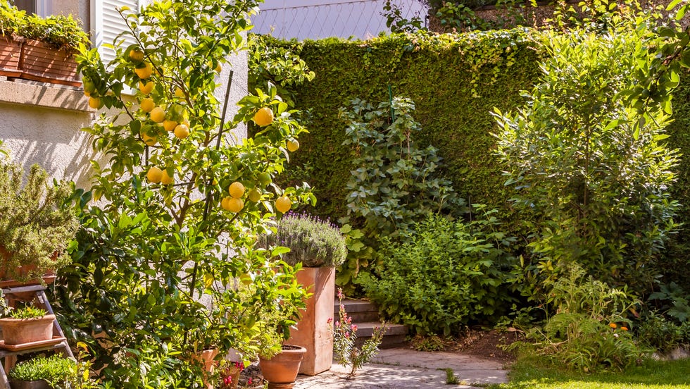 deutschland, baden württemberg, stuttgart, einfamilienhaus, garten, topfpflanzen, jasmin, sternjasmin (trachelospermum), kaffirlimette (citrus hystrix), citruspflanze, zitrone, zitronenbaum (citrus), caipi limette (citrus aurantifolia), lavendel (lavandula angustifolia), lorbeer (laurus nobilis)