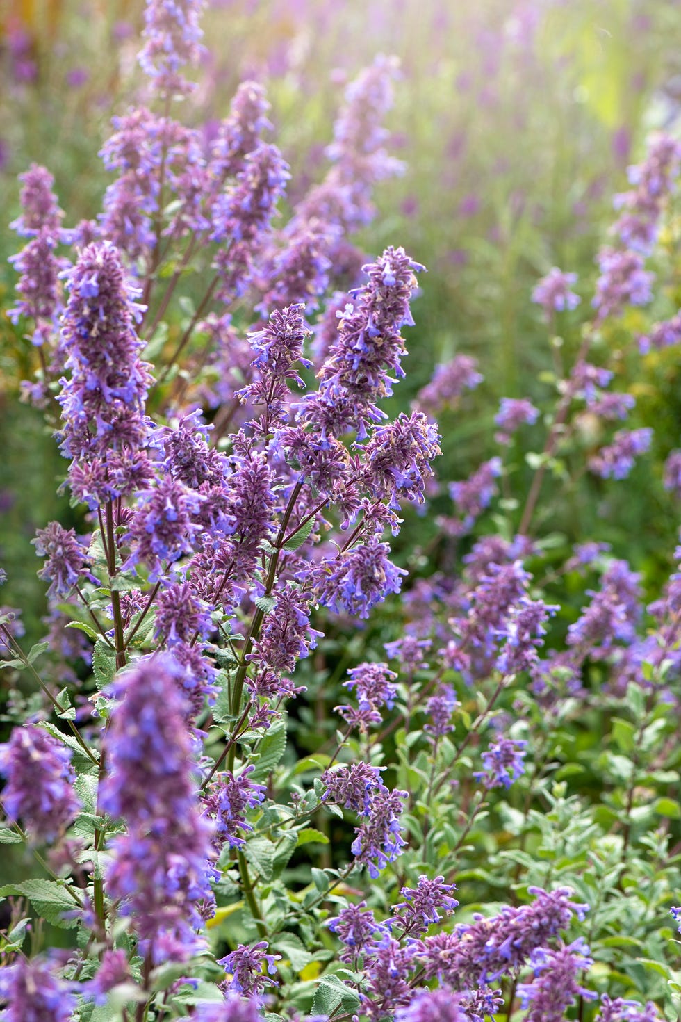 types of flowers catmint types of flowers catmint