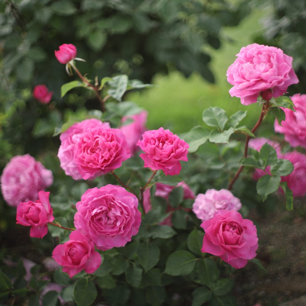 beautiful pink roses growing in a spring garden