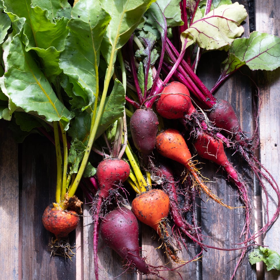 Beetroot freshly picked from the garden beetroot freshly picked from the garden