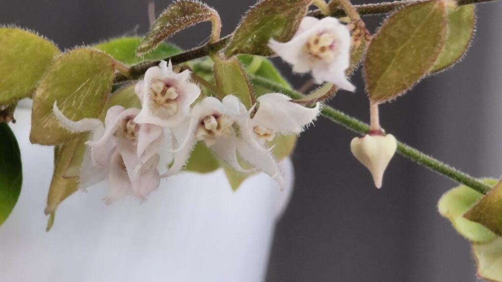 Hoya sp IM 08