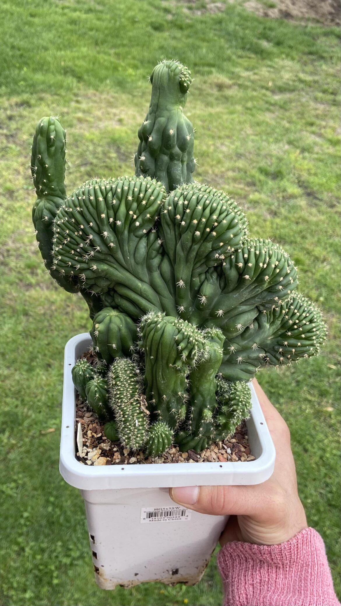 TPM x Flying Saucer 🌵🌸