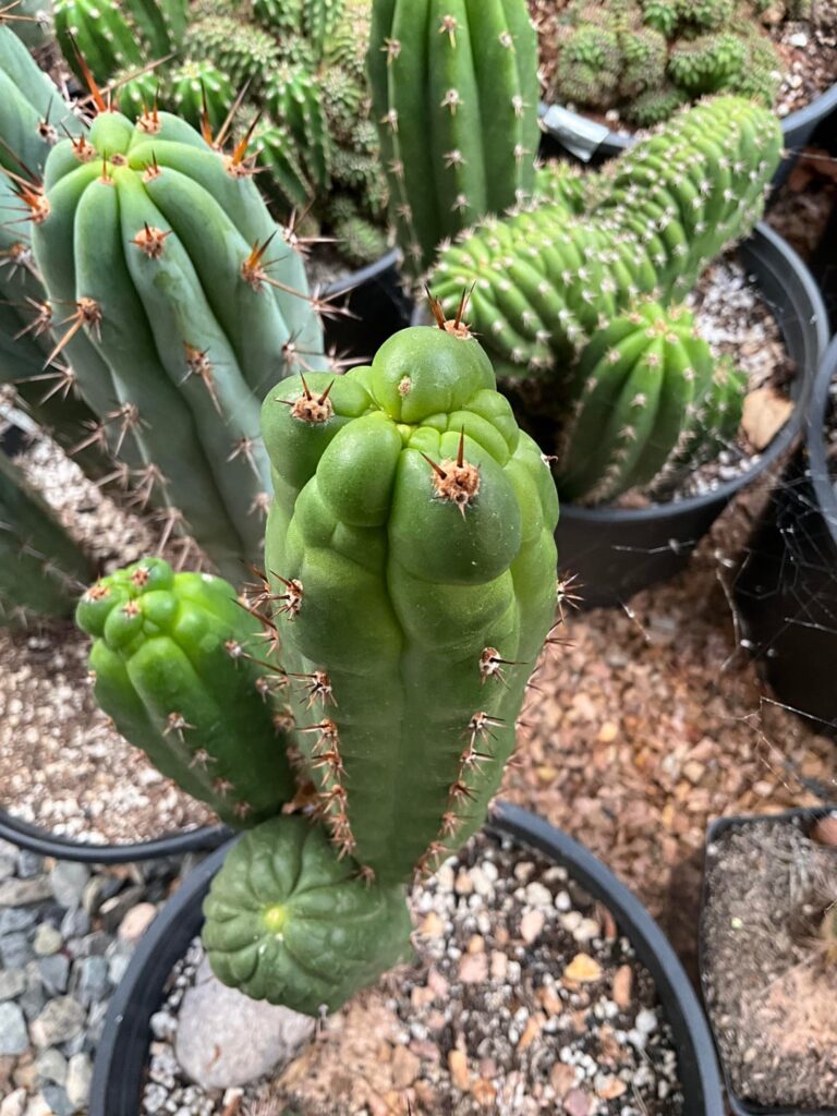 Standouts from the garden