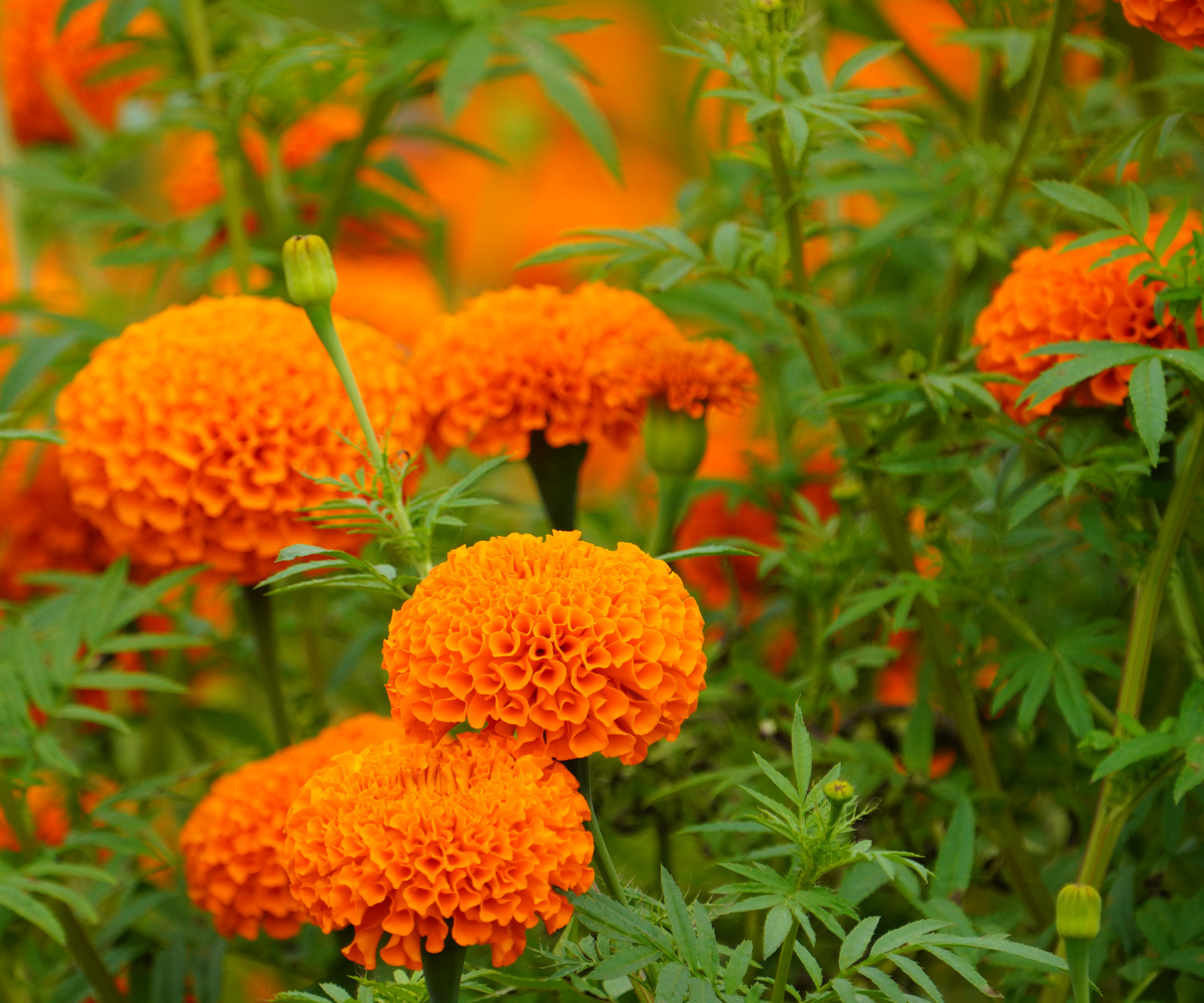 tall orange African marigold flowers