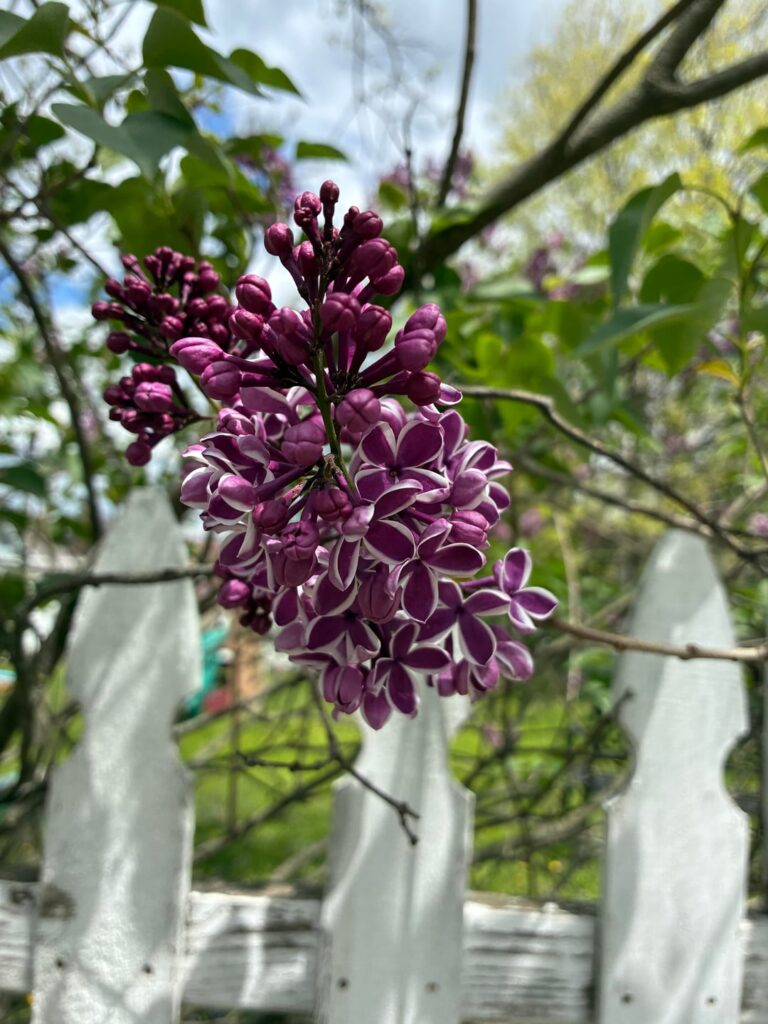 Lilacs with some white