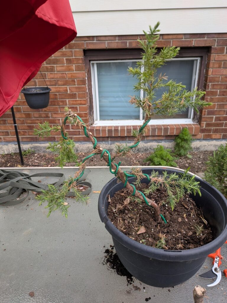 First ever styling not looking very good at all