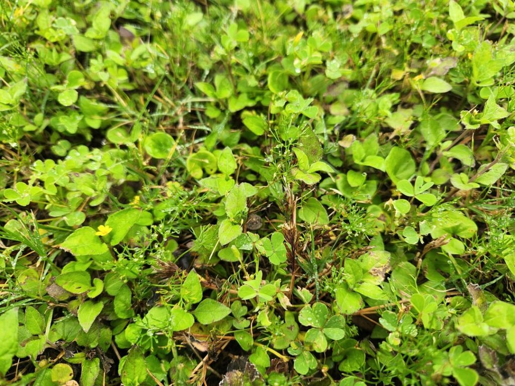 Need advice for my lawn Need advice for my lawn