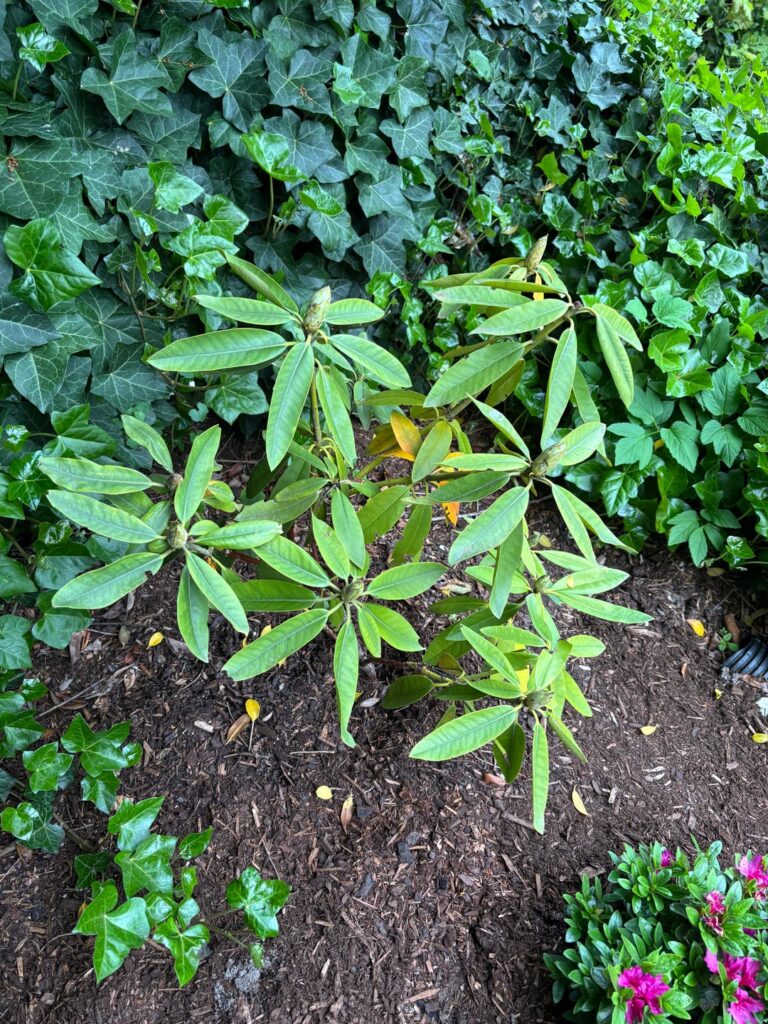 Rhododendron mystery