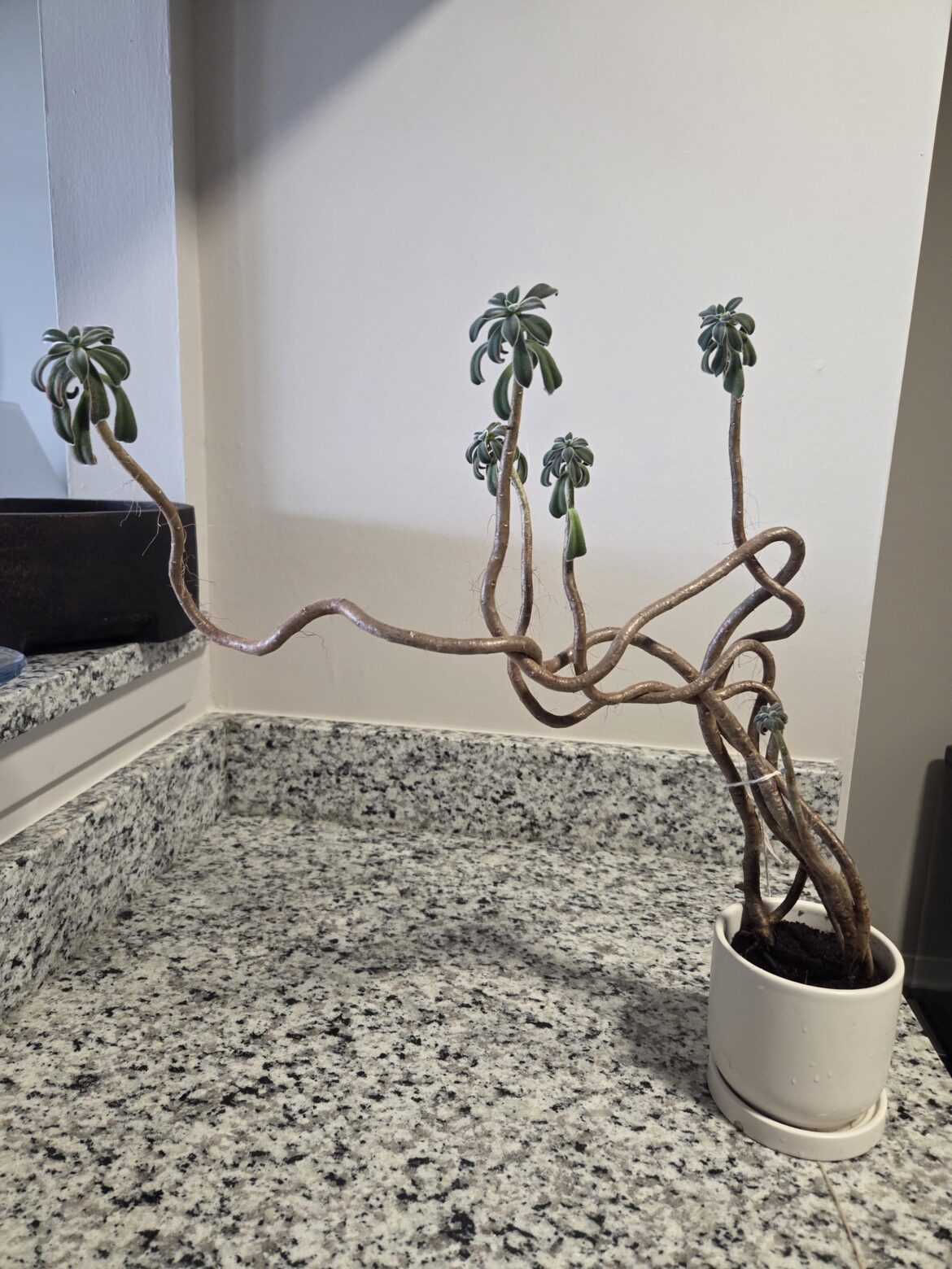 Is my echeveria pulvinata etiolated?
