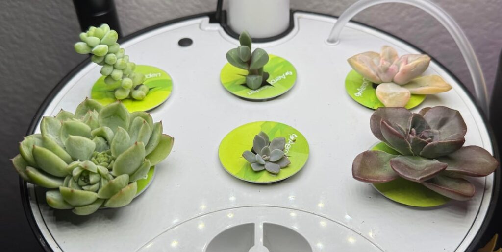 3 weeks of growing succulents in Aerogarden 3 weeks of growing succulents in Aerogarden