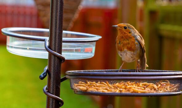 Picture of a ribin eating bird food Picture of a ribin eating bird food