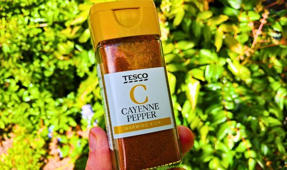 Picture of cayenne pepper in the garden Picture of cayenne pepper in the garden