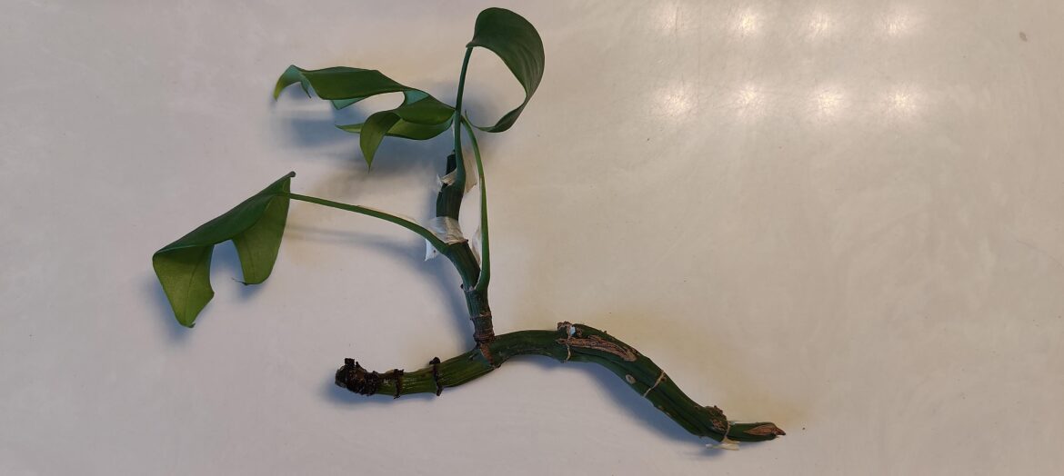 What’s the longest you’ve waited for a cutting to put out roots? What's the longest you've waited for a cutting to put out roots?