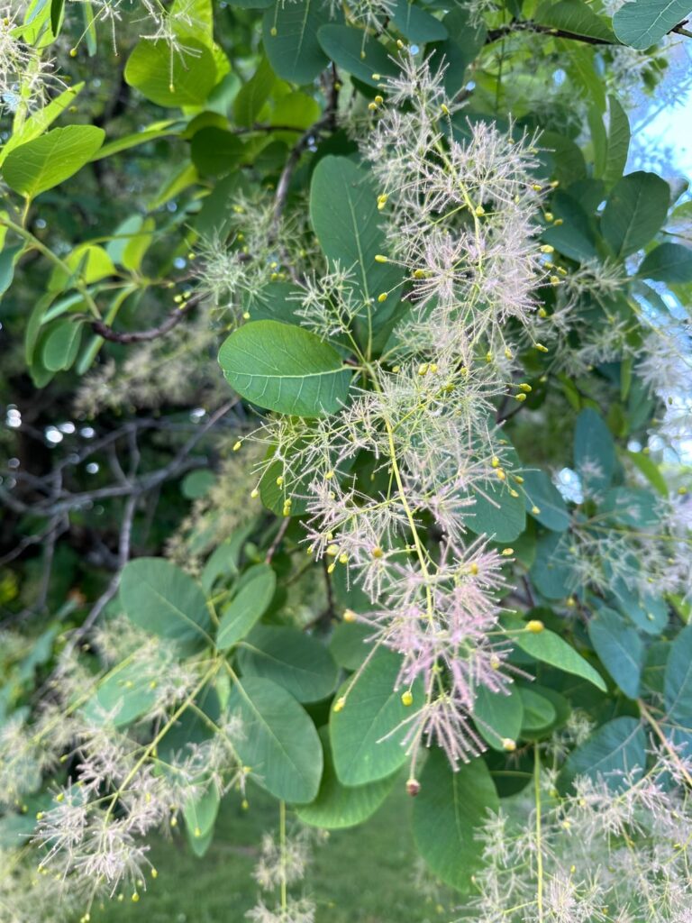Old specimen in Tennessee, US