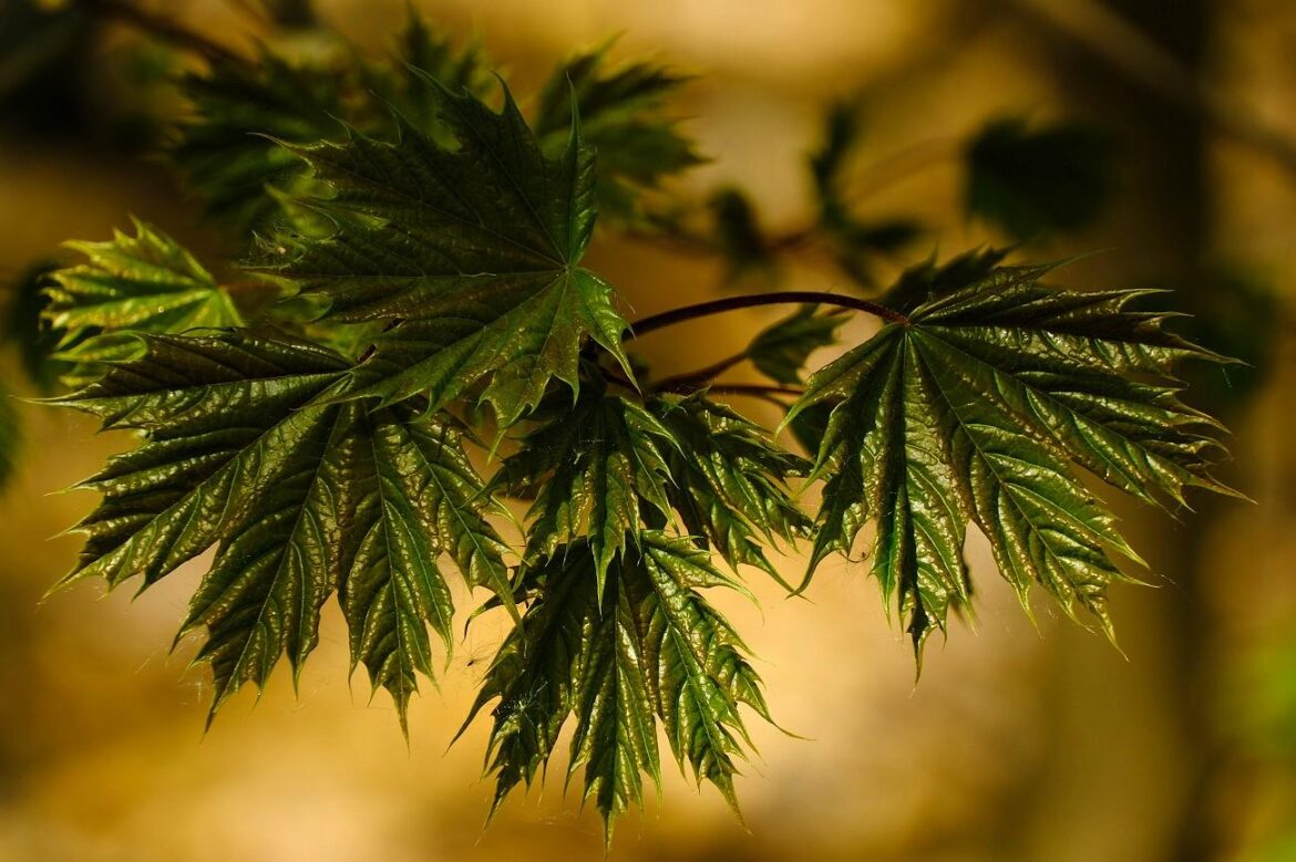 Norway maple (Acer platanoides L.)