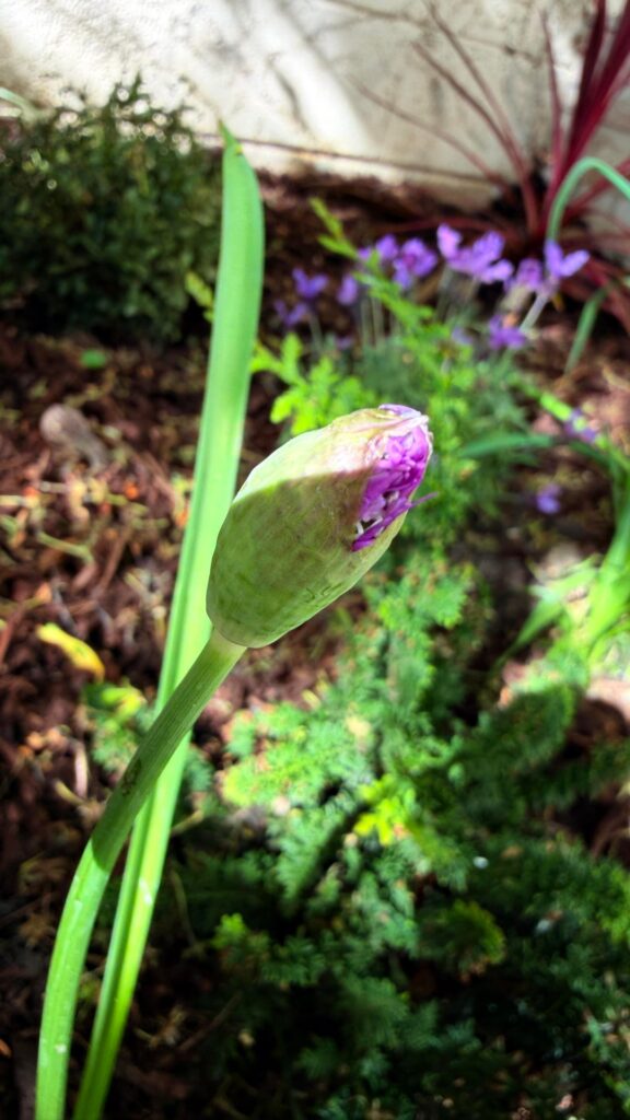 Are these Aliums? I planted them late last year. But I also planted other bulbs. 🥺