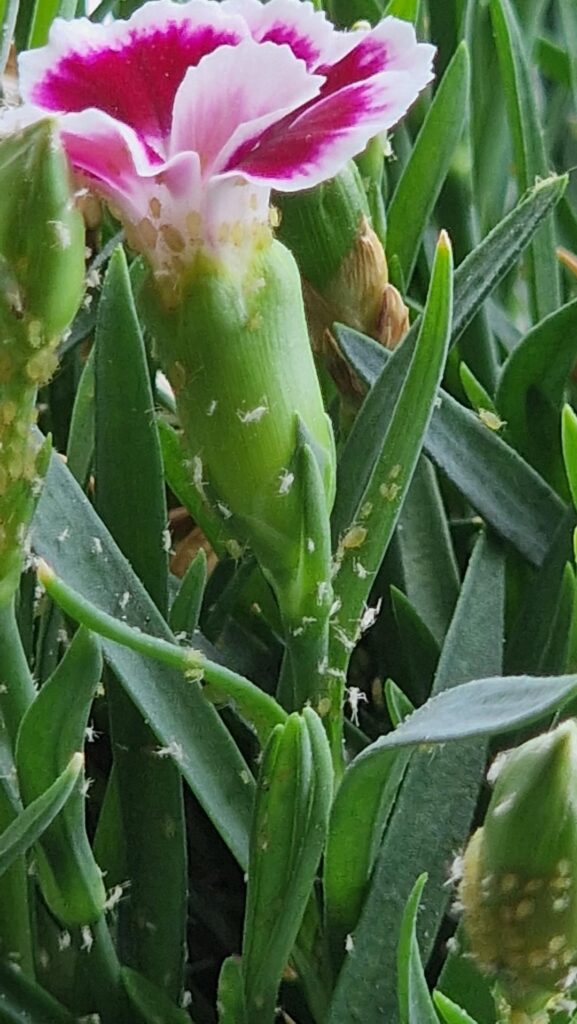 I've just decided to be a plant mama and I'm under attack
