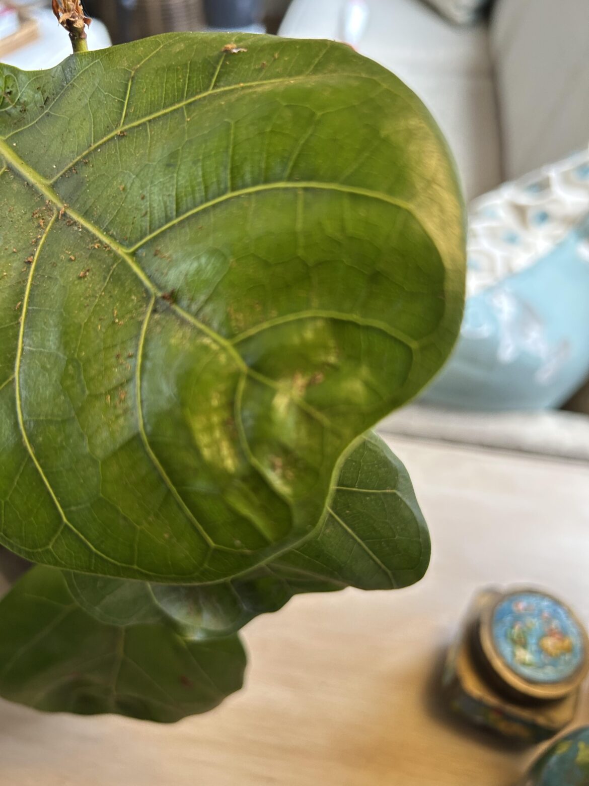 Leaf dilemma!