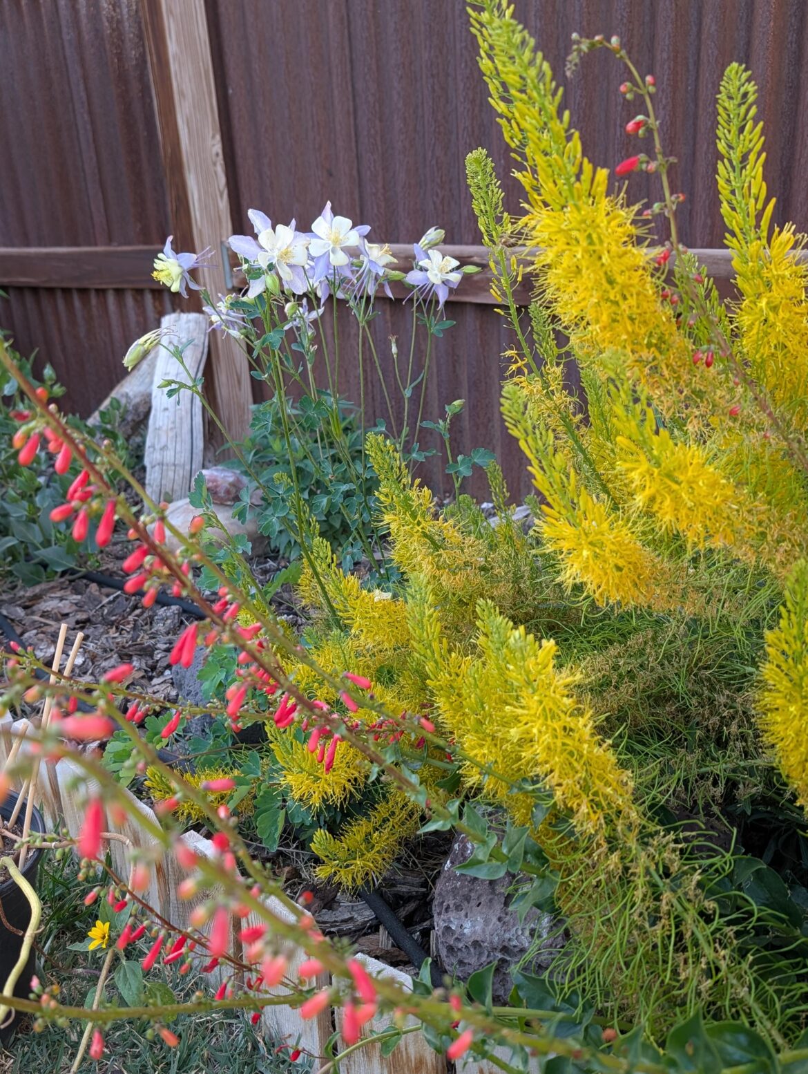Second year of our Colorado native plant garden.