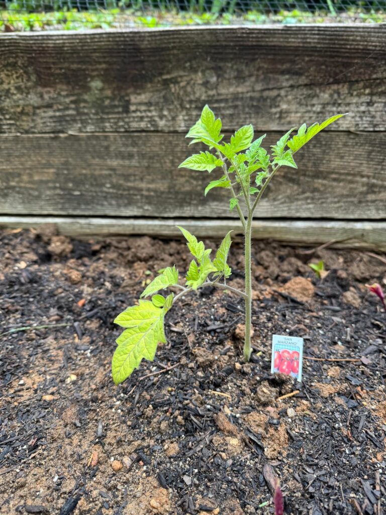 Help! Leaves turning yellow on lots of plants