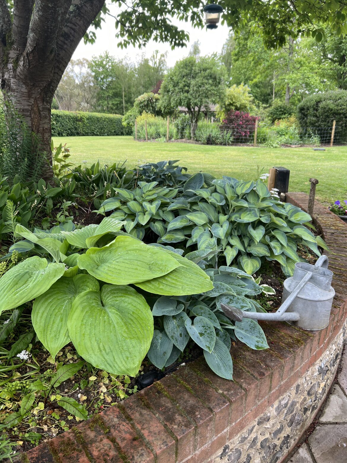Just a photo of our hostas