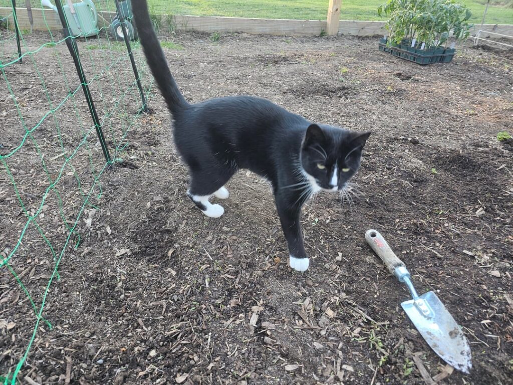 My little garden helper Stella helping my plant beans today. She was also helping to thin out my carrots(by stepping on them).