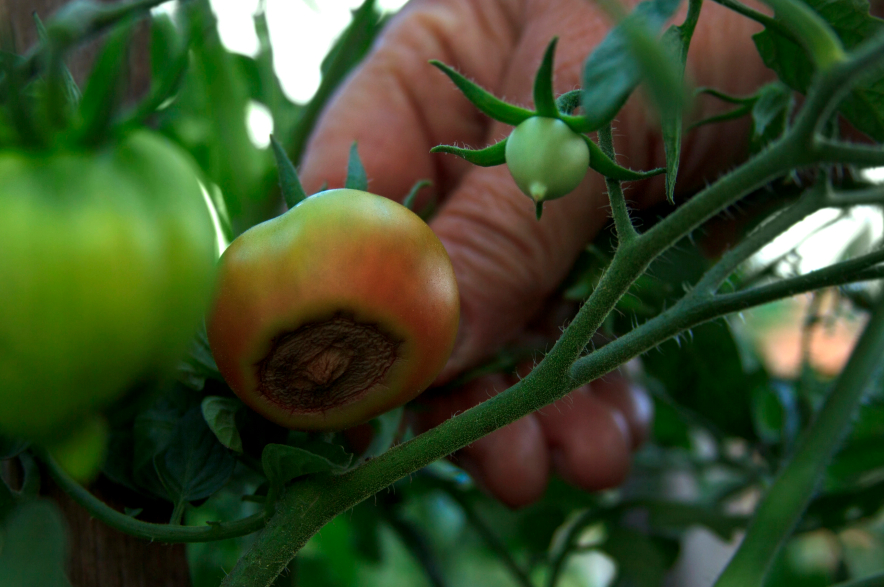 Garden Talk: How to tackle blossom end rot on tomatoes Garden Talk: How to tackle blossom end rot on tomatoes
