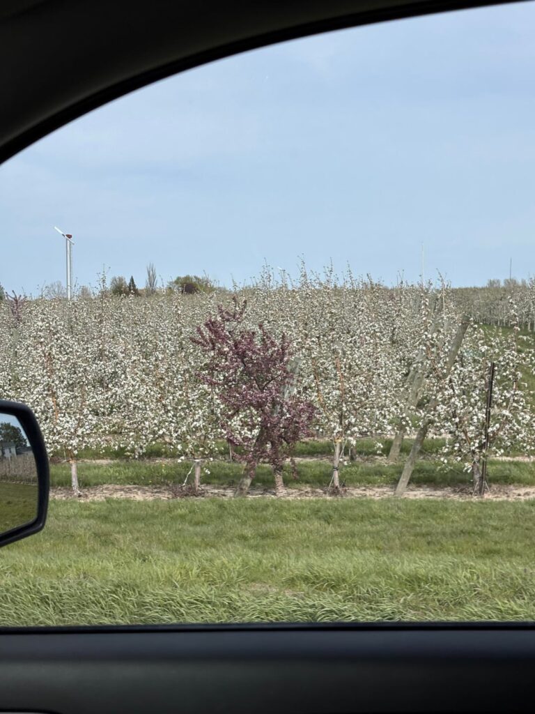 Why are there pink trees in this Apple orchard.