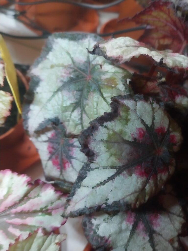 Weird spots on my begonia rexes