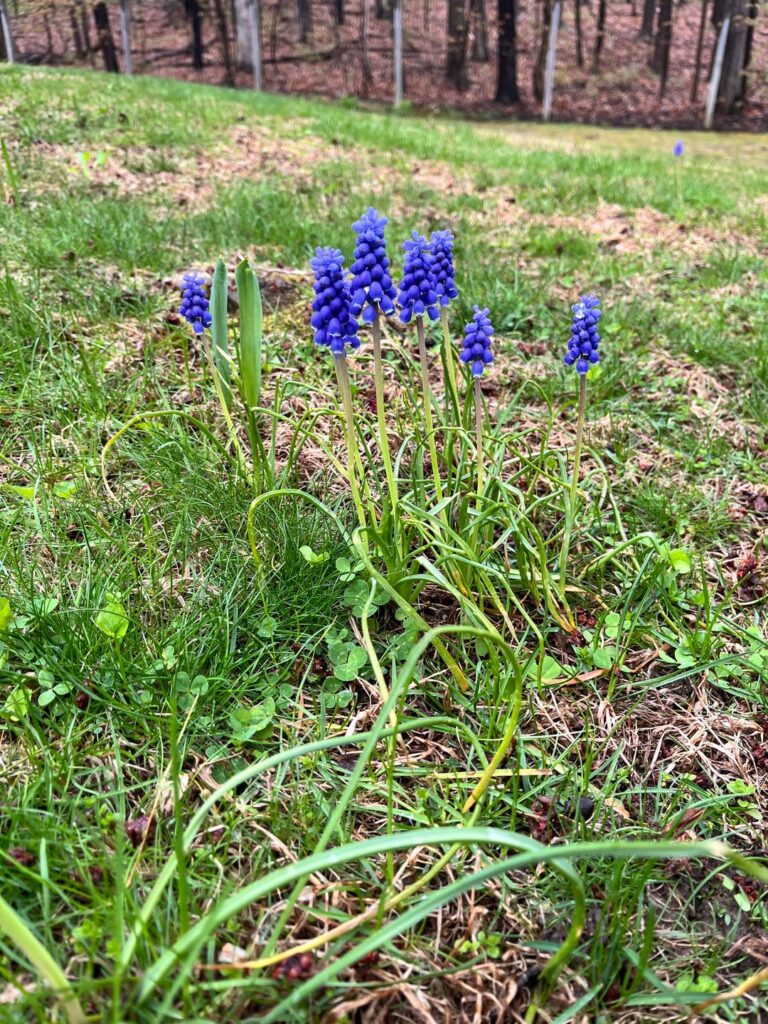 What are these funny little flowers that keep popping up in clusters in my lawn.