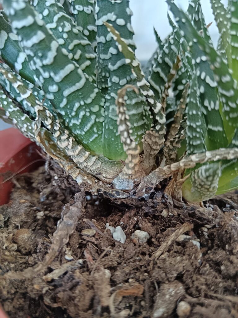 My succulent does not look fresh My succulent does not look fresh