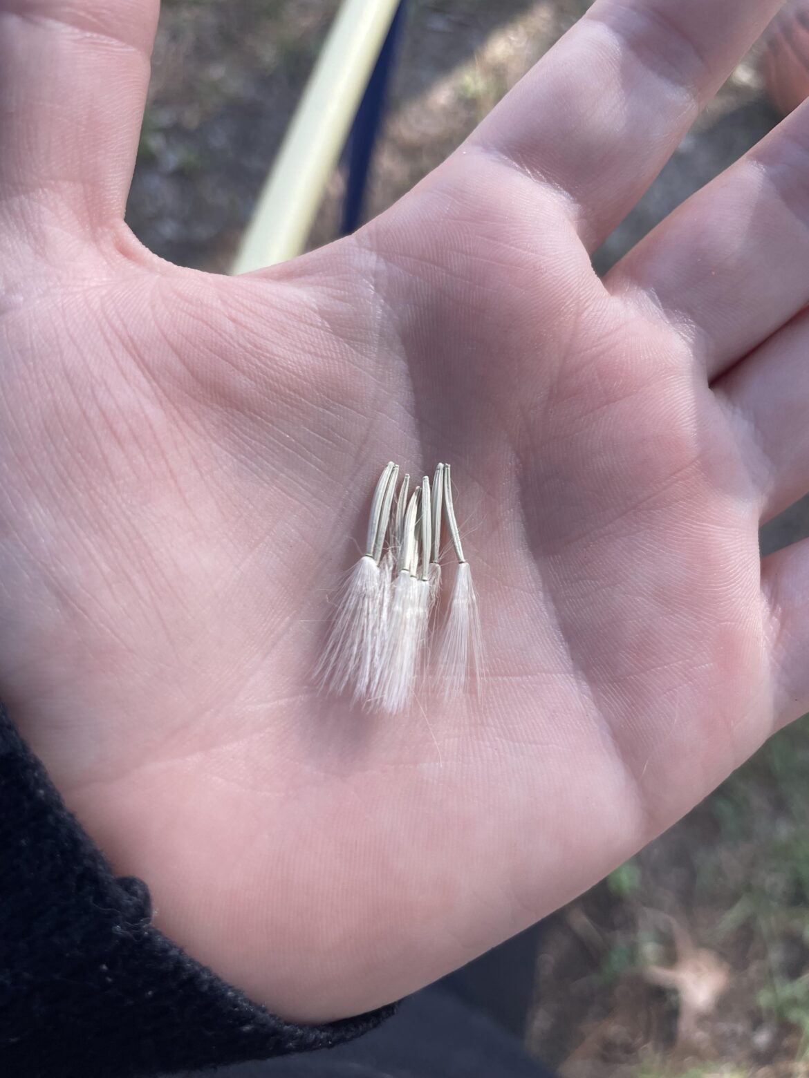 Is it ok to collect wildflower seeds from existing wildflowers? Is it ok to collect wildflower seeds from existing wildflowers?