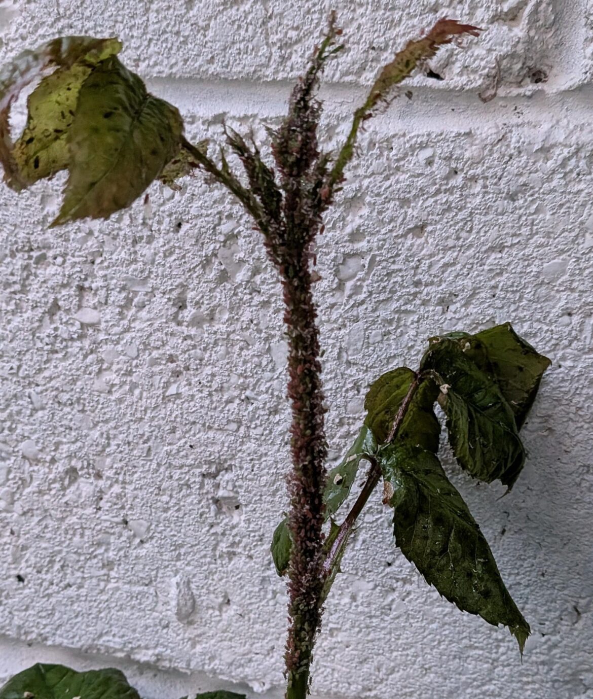 Greenfly infestation Greenfly infestation