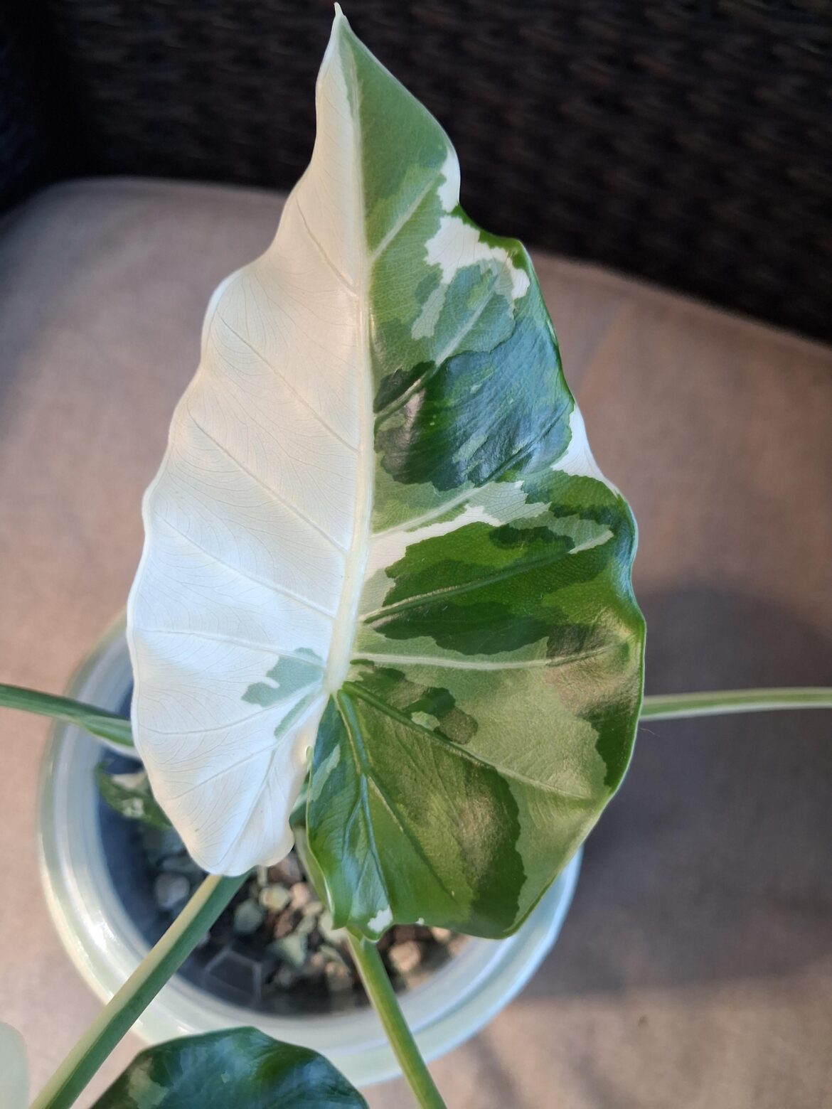 What's your favorite new leaf?