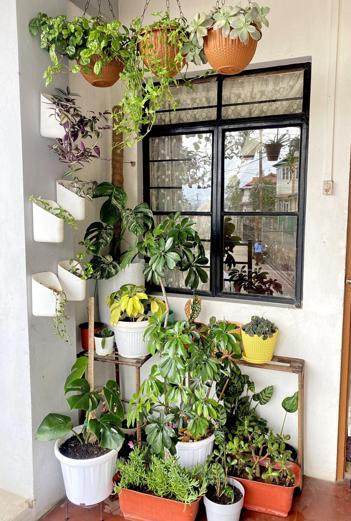 some of my plants!! Do you think they’re way too crowded?