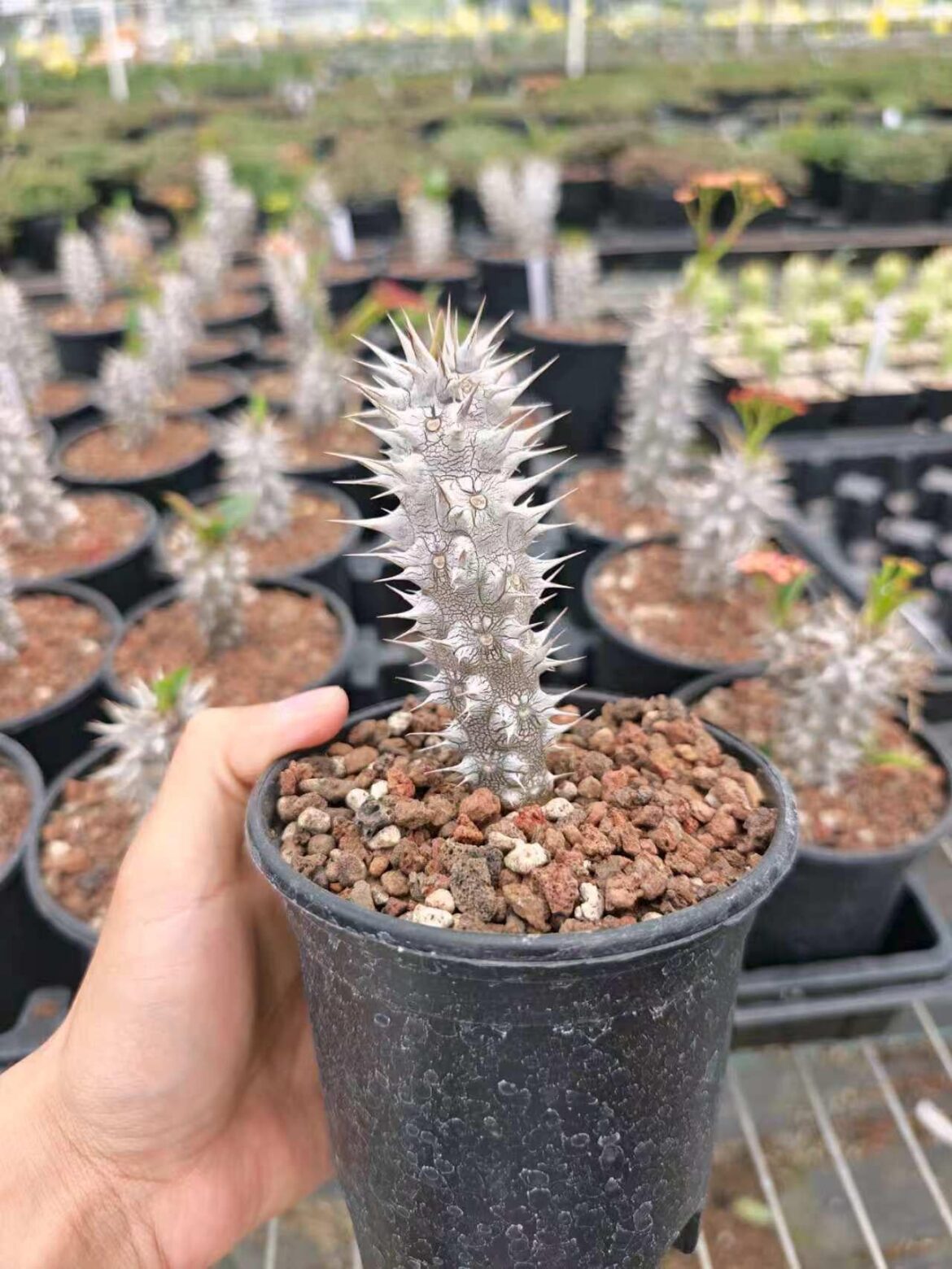 Euphorbia horombensis